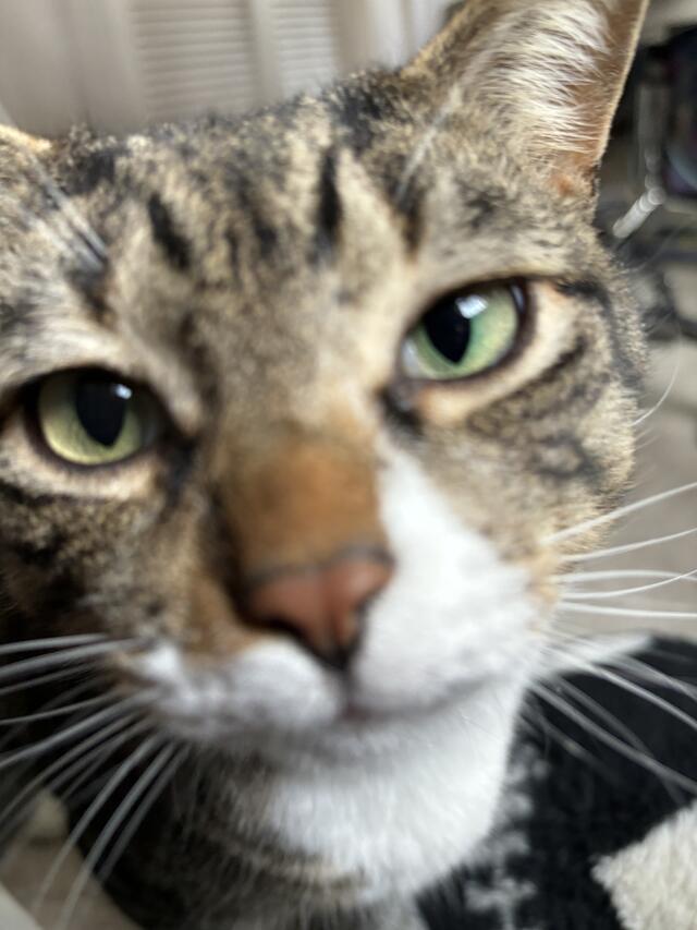 Enlarge Charmy, a ADOPTABLE Domestic Short Hair in New Haven, CT image 2/5