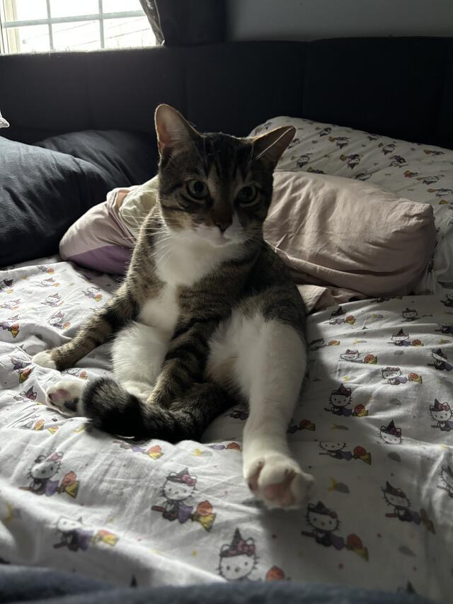 Enlarge Charmy, a ADOPTABLE Domestic Short Hair in New Haven, CT image 5/5