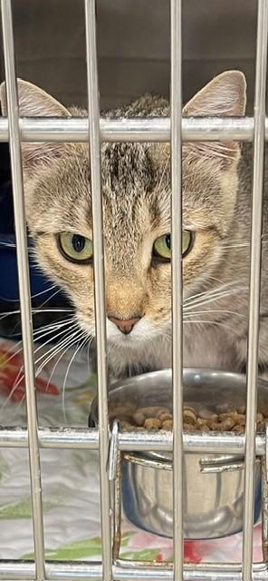 Enlarge Pajamas, a Adoptable mixed breed in Jackson, LA image 1/1
