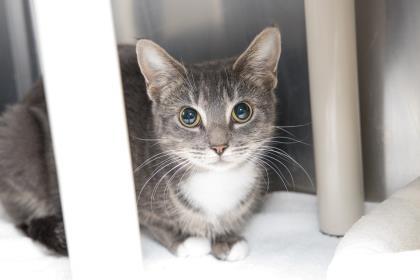 91797a Lyra- Pounce Cat Cafe, Adoptable, Adult Female Domestic Short Hair & Domestic Short Hair.