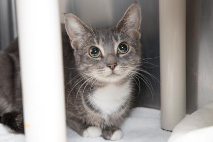 Enlarge 91797a Lyra- Pounce Cat Cafe, a Adoptable mixed breed in North Charleston, SC image 2/3