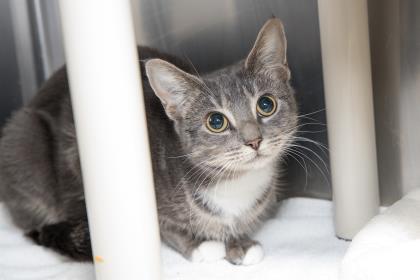 Enlarge 91797a Lyra- Pounce Cat Cafe, a Adoptable mixed breed in North Charleston, SC image 3/3