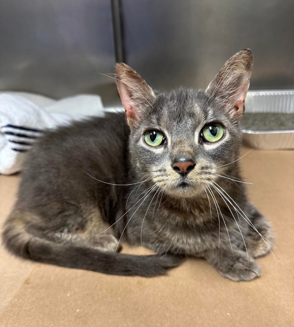 Jade, Adoptable, Adult Female Domestic Short Hair & Tabby.