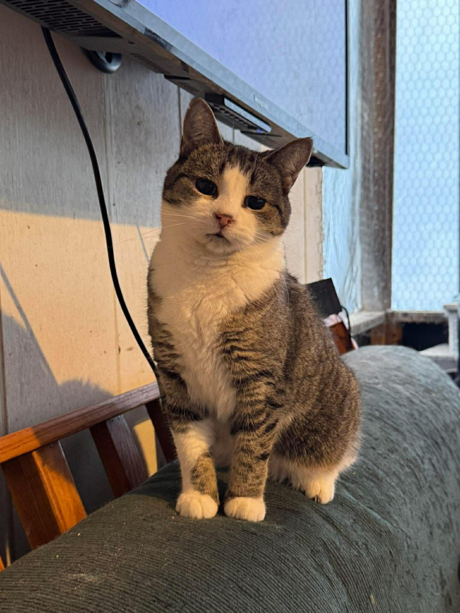 Lily, Adoptable, Adult Female Domestic Short Hair.