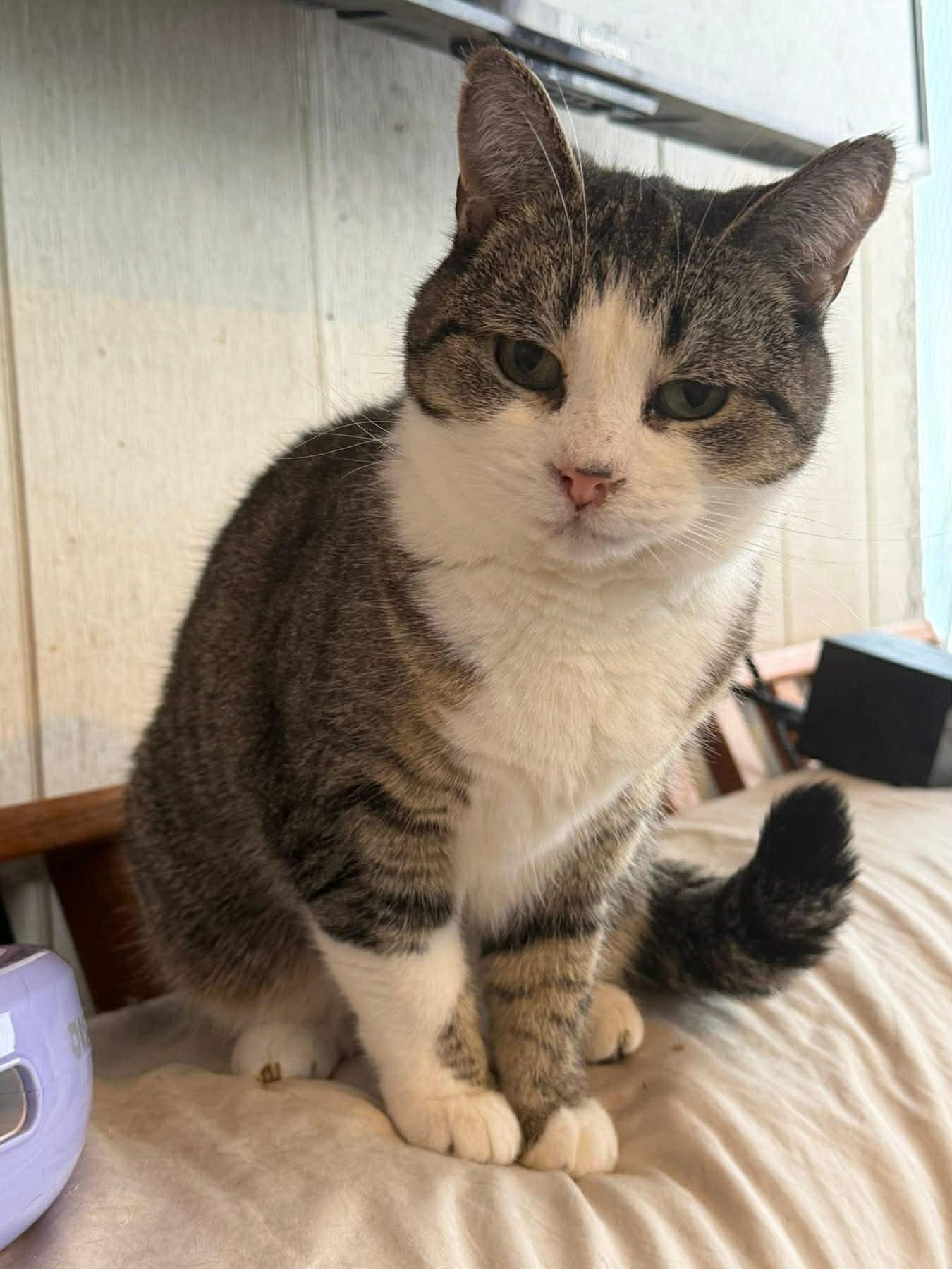 Enlarge Lily, a Adoptable Domestic Short Hair in Ashton, ON image 4/5