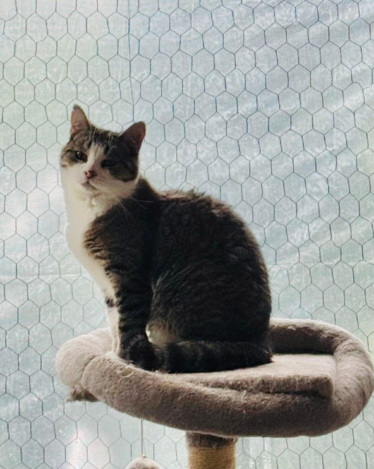 Enlarge Lily, a Adoptable Domestic Short Hair in Ashton, ON image 5/5