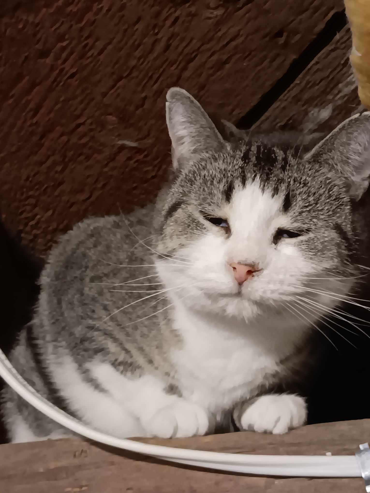 Enlarge Lily, a Adoptable Domestic Short Hair in Ashton, ON image 5/5