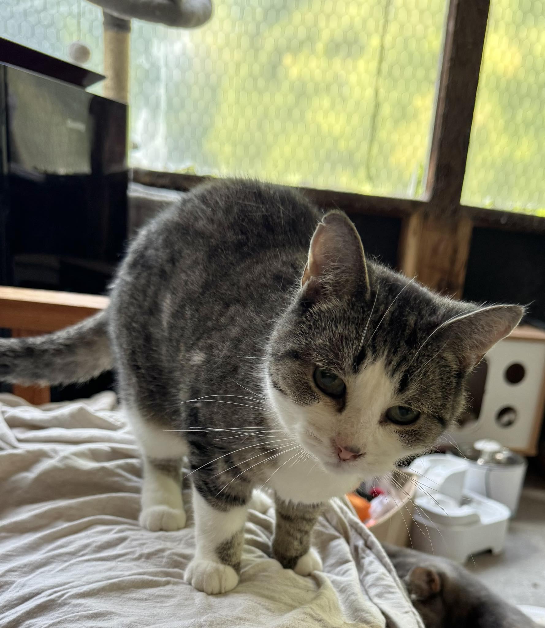 Enlarge Lily, a Adoptable Domestic Short Hair in Ashton, ON image 3/5