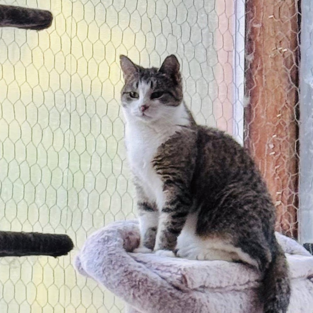 Enlarge Lily, a Adoptable Domestic Short Hair in Ashton, ON image 1/5