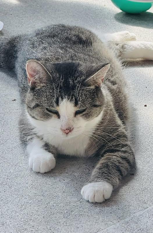 Enlarge Lily, a Adoptable Domestic Short Hair in Ashton, ON image 4/5