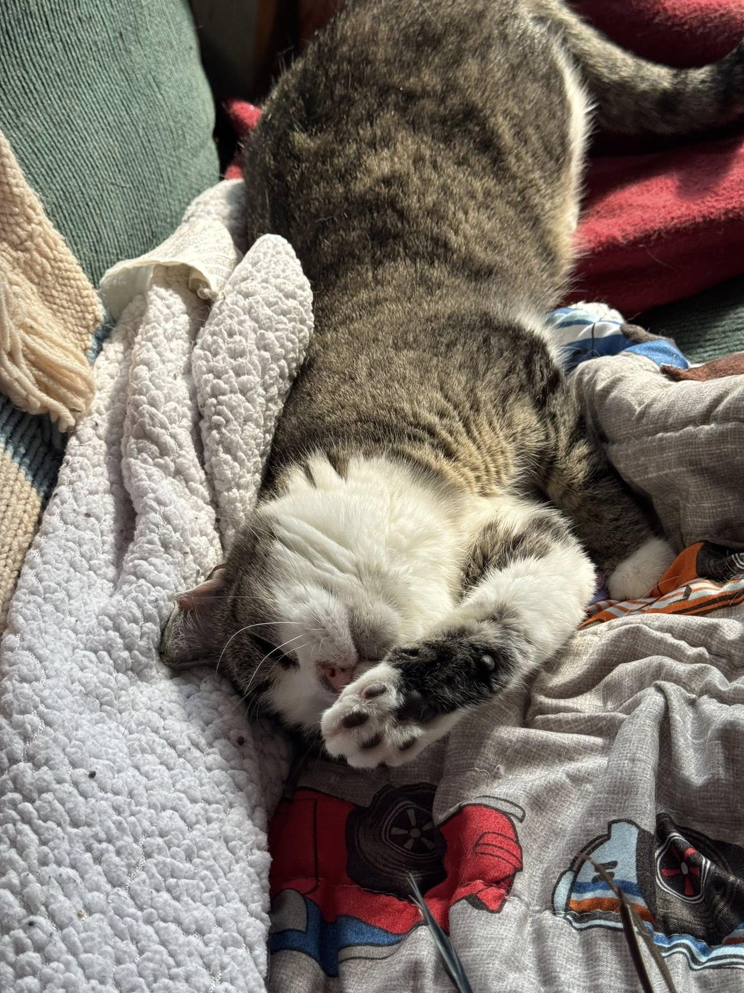 Enlarge Lily, a Adoptable Domestic Short Hair in Ashton, ON image 2/5