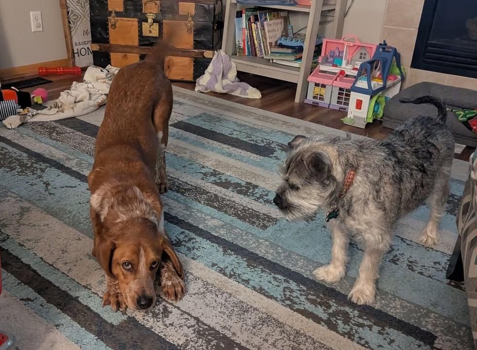 Enlarge Cooper, a Adopted mixed breed in Columbia City, IN image 1/4