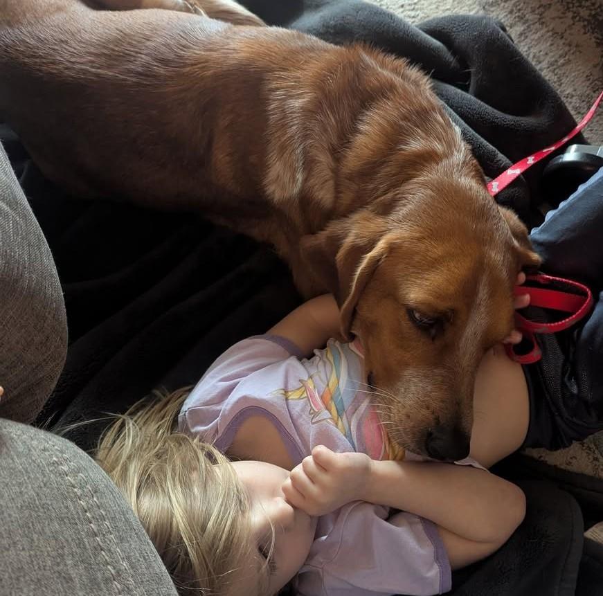 Enlarge Cooper, a Adopted mixed breed in Columbia City, IN image 3/4