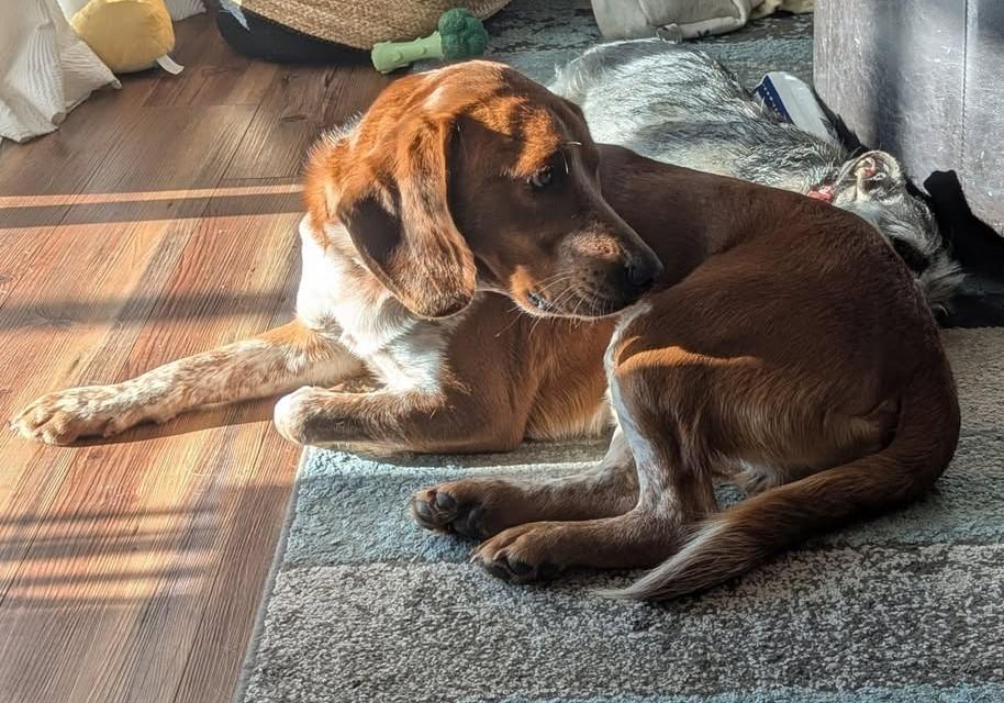 Enlarge Cooper, a Adopted mixed breed in Columbia City, IN image 4/4