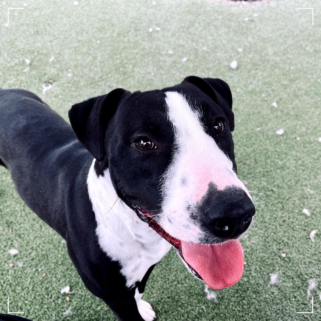 TOBIAS, Adoptable, Adult Male Bull Terrier & Mixed Breed.