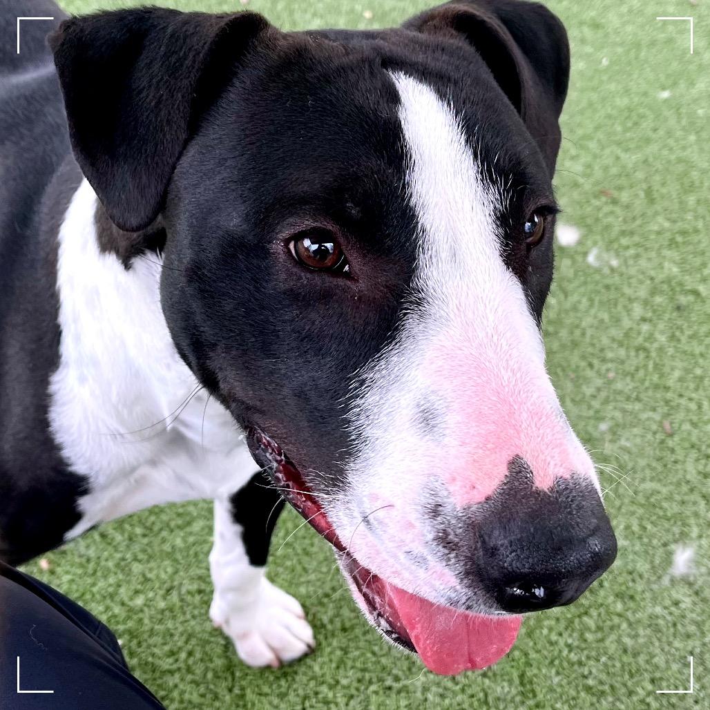 Enlarge TOBIAS, a Adoptable mixed breed in Upland, CA image 3/5