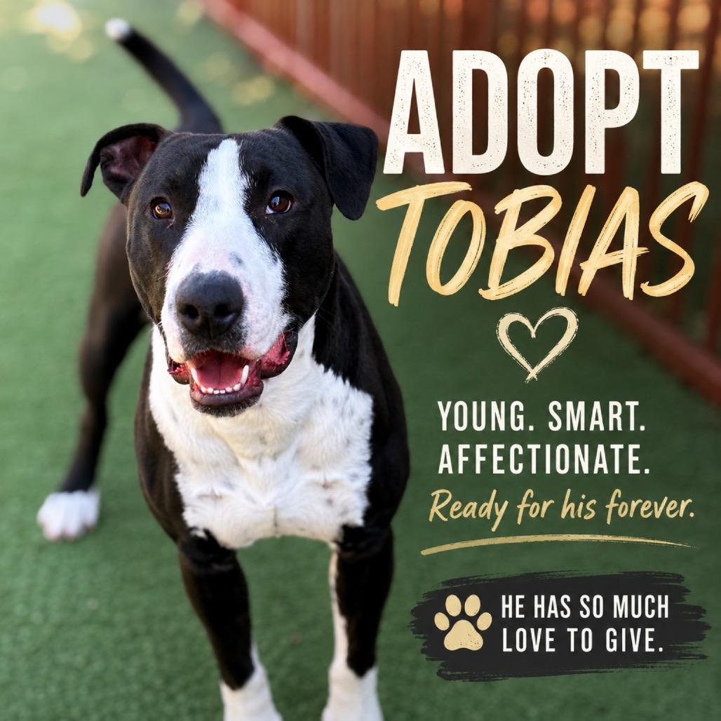 Enlarge TOBIAS, a Adoptable mixed breed in Upland, CA image 5/5