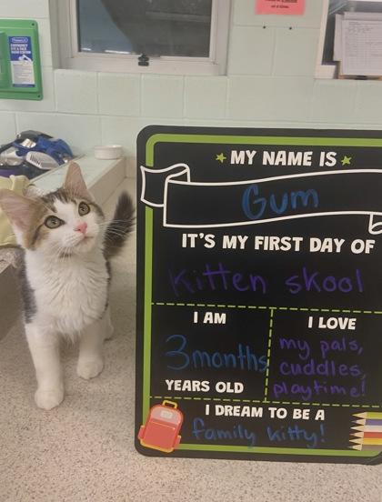 Gum, Adoptable, Adult Male Domestic Short Hair & Domestic Short Hair.