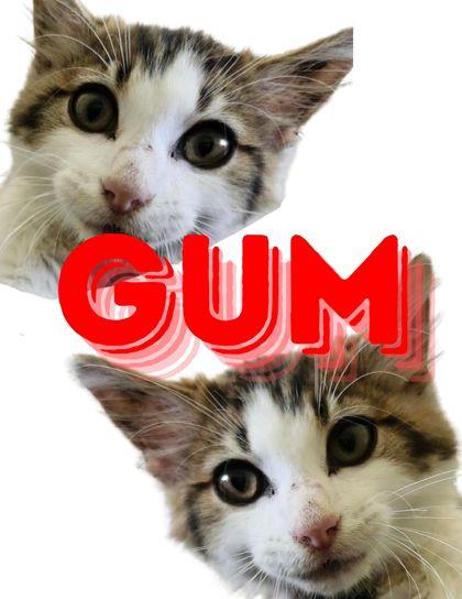 Gum, a Adoptable mixed breed in Columbus, IN image 2/2