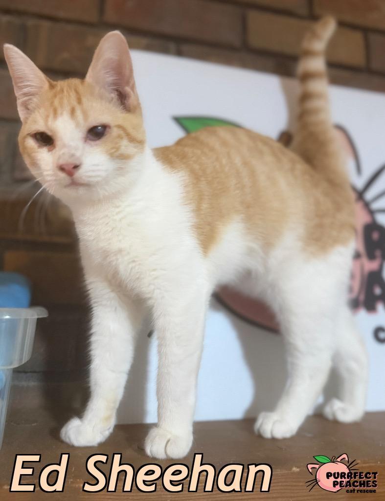 Ed Sheehan, Adoptable, Young Male Domestic Short Hair.