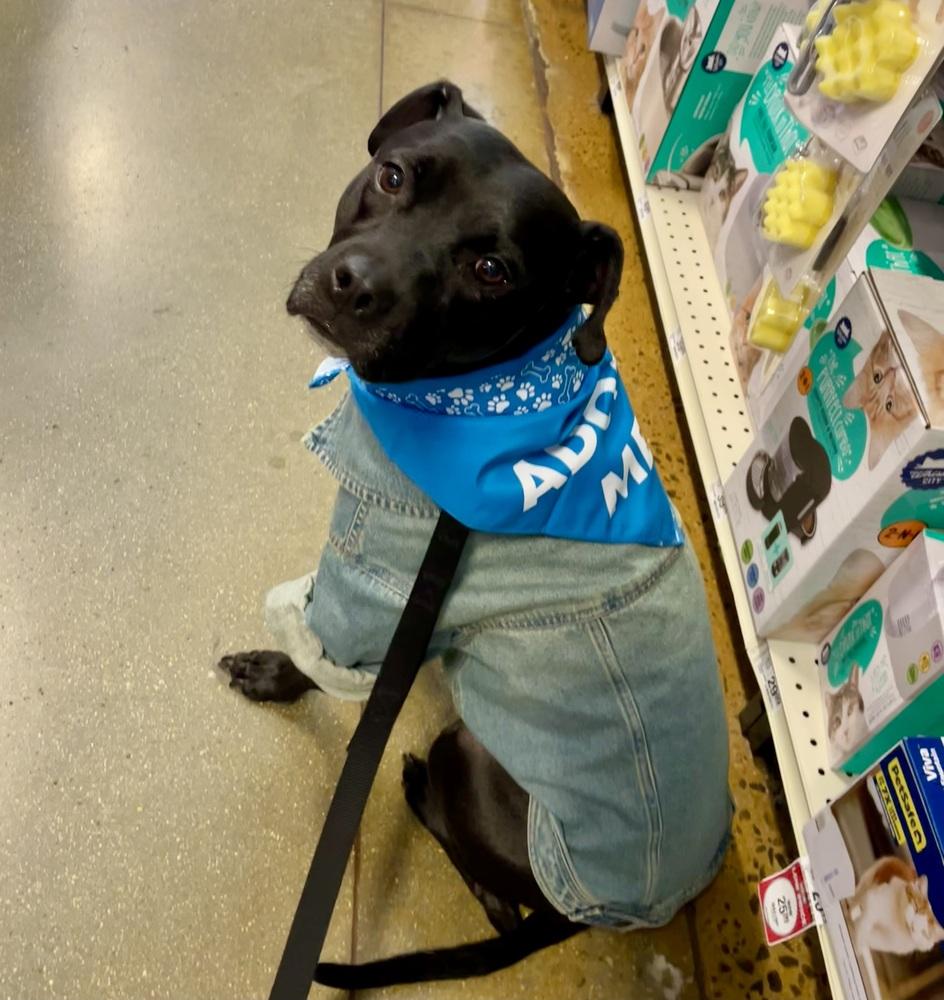 Emmy, Adoptable, Adult Female Labrador Retriever & Terrier.