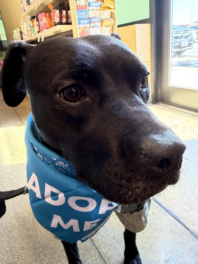 Enlarge Emmy, a Adoptable mixed breed in Carrollton, VA image 2/3