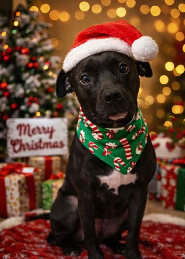 Enlarge Emmy, a Adoptable mixed breed in Carrollton, VA image 3/3