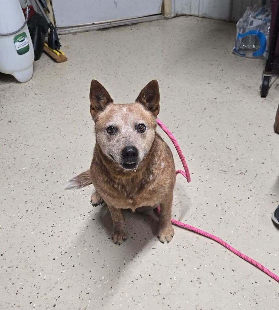 Ginger, Adoptable, Adult Female Australian Cattle Dog / Blue Heeler.