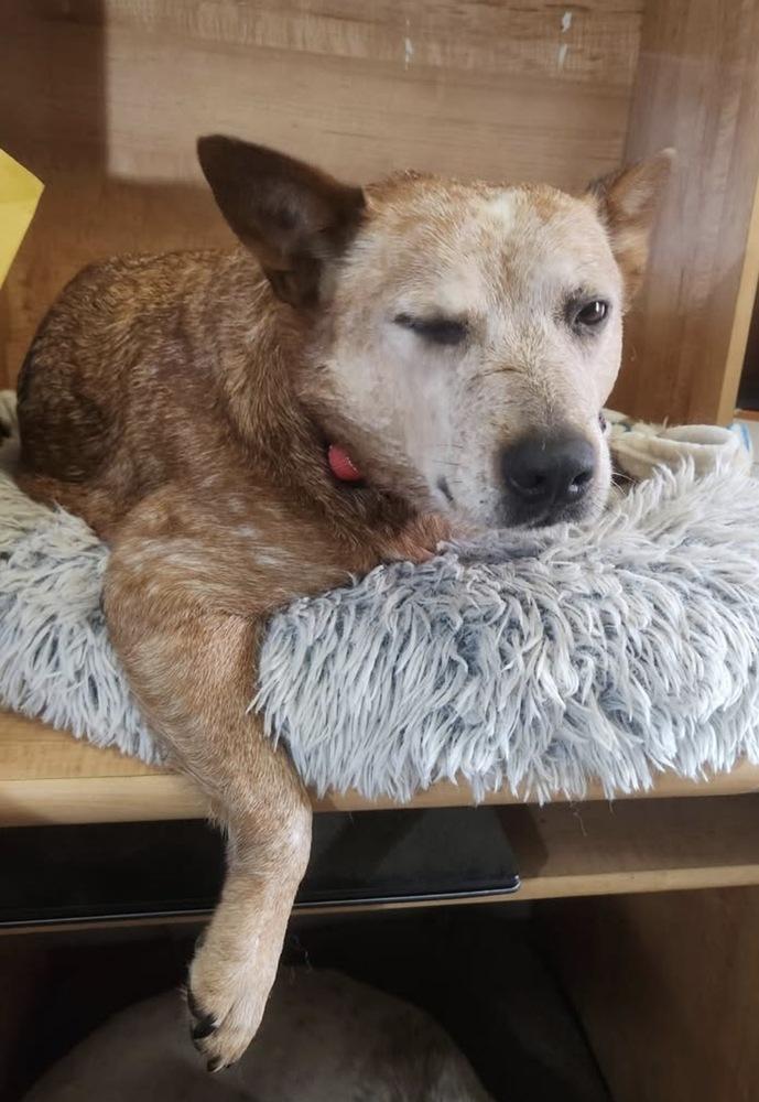 Enlarge Ginger, a Adoptable Australian Cattle Dog / Blue Heeler in Columbus, OH image 2/4