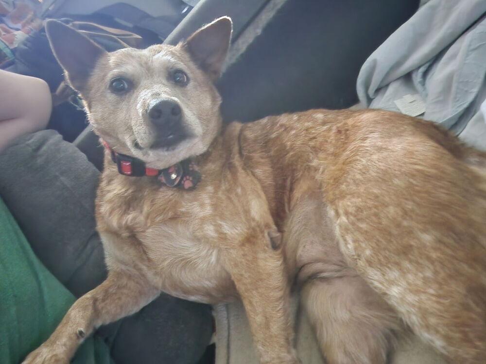 Enlarge Ginger, a Adoptable Australian Cattle Dog / Blue Heeler in Columbus, OH image 3/4