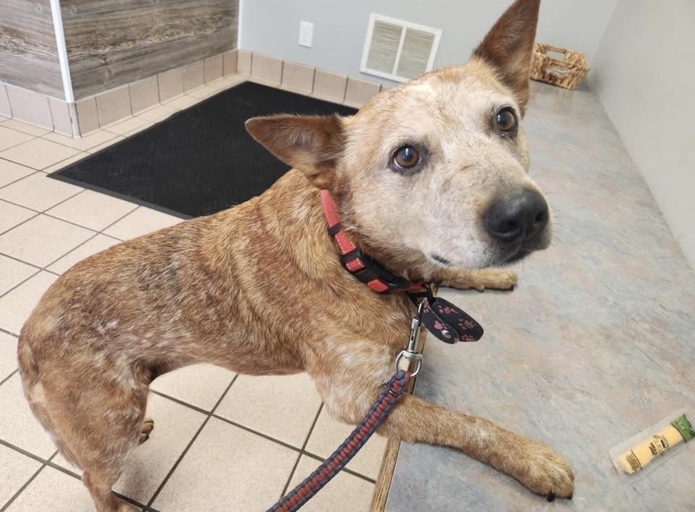 Enlarge Ginger, a Adoptable Australian Cattle Dog / Blue Heeler in Columbus, OH image 4/4