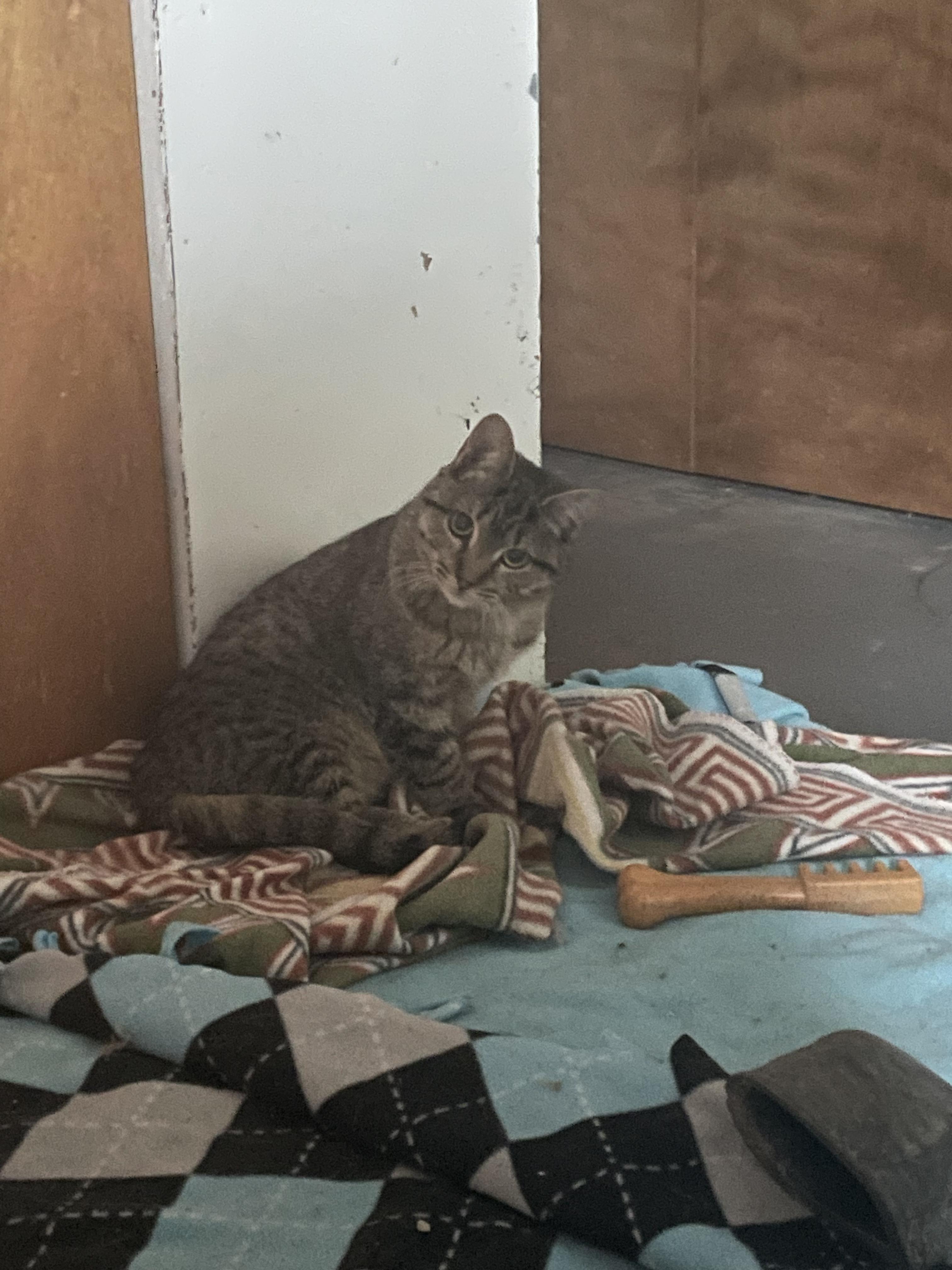 Enlarge Tookie, a Adoptable Domestic Short Hair in Holly, MI image 1/4
