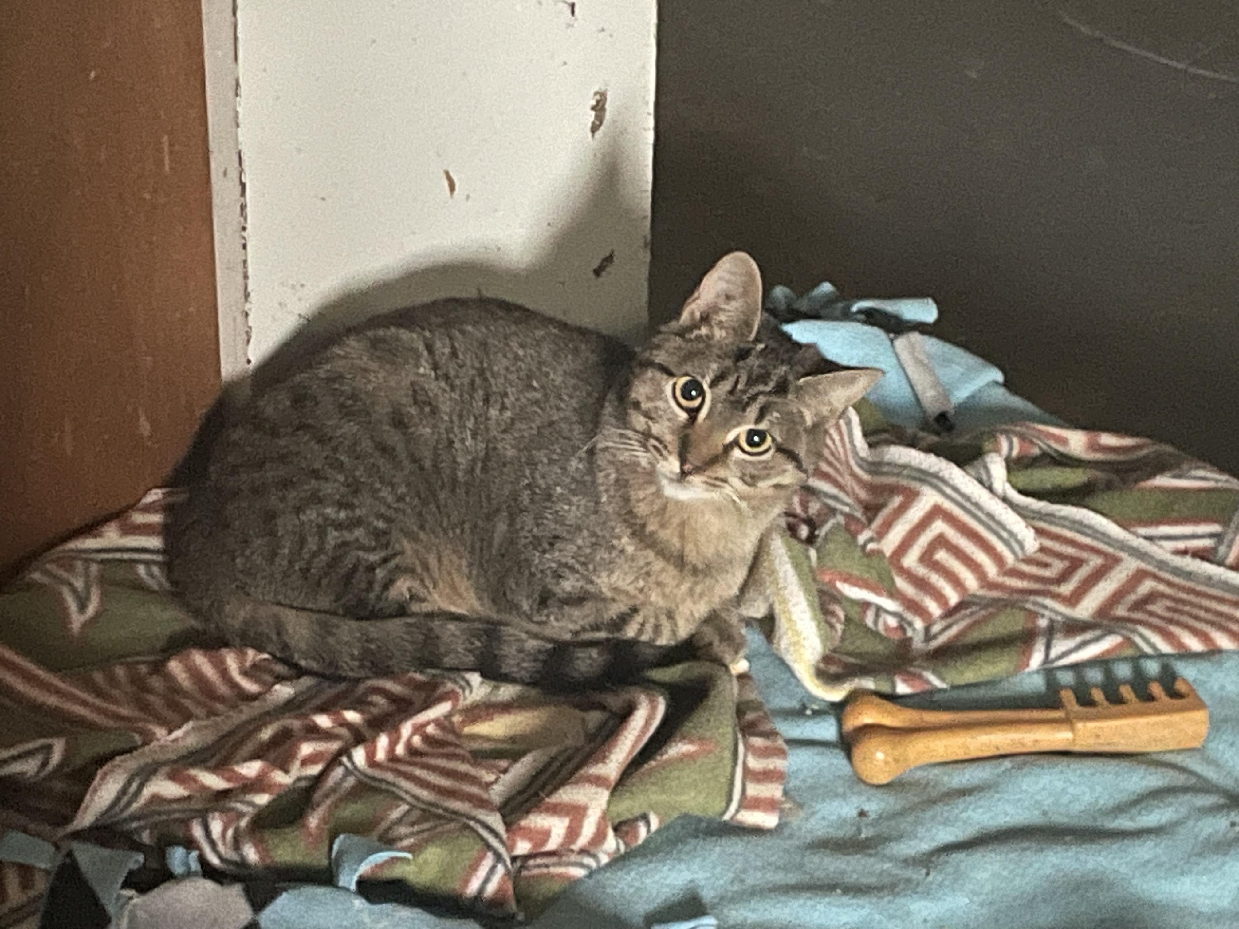 Enlarge Tookie, a Adoptable Domestic Short Hair in Holly, MI image 2/4