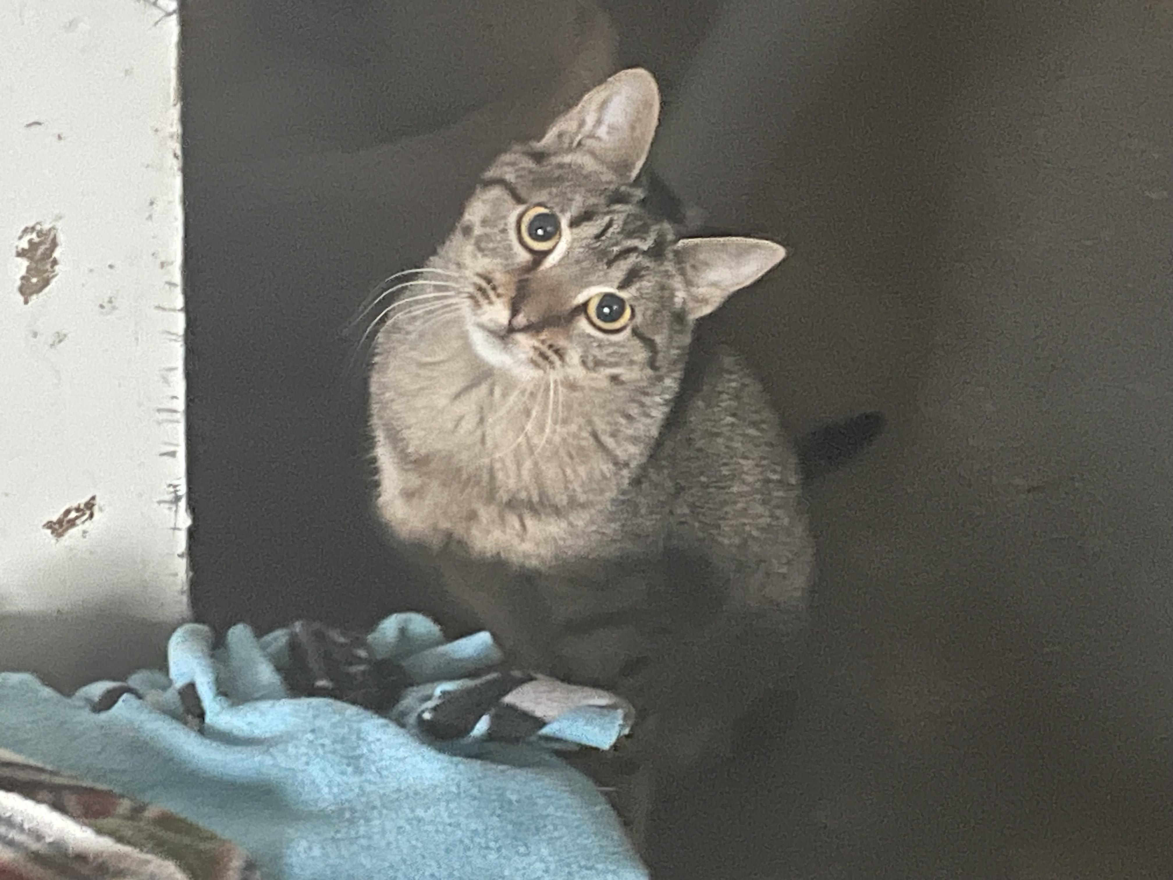 Enlarge Tookie, a Adoptable Domestic Short Hair in Holly, MI image 3/4