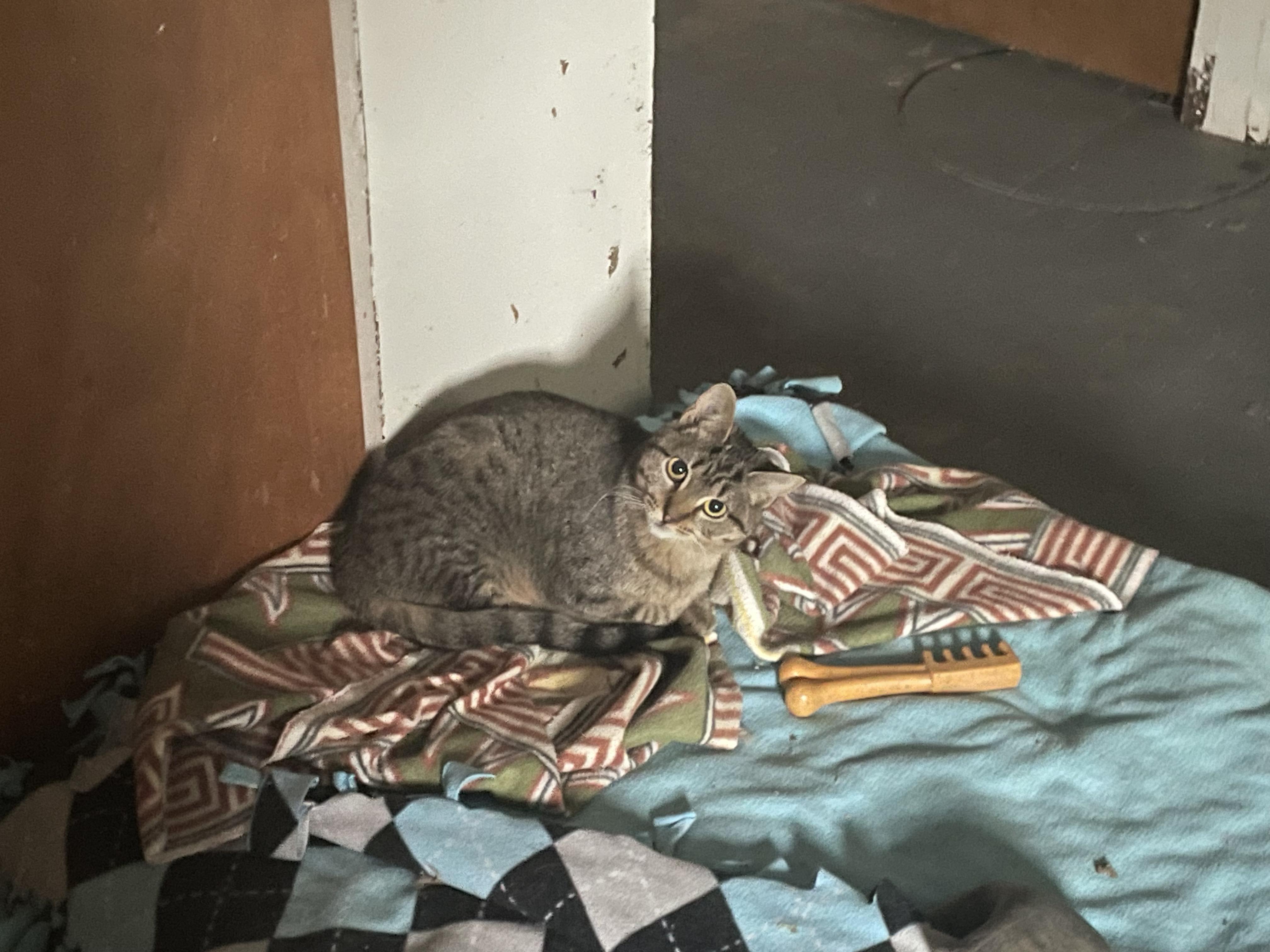 Enlarge Tookie, a Adoptable Domestic Short Hair in Holly, MI image 4/4