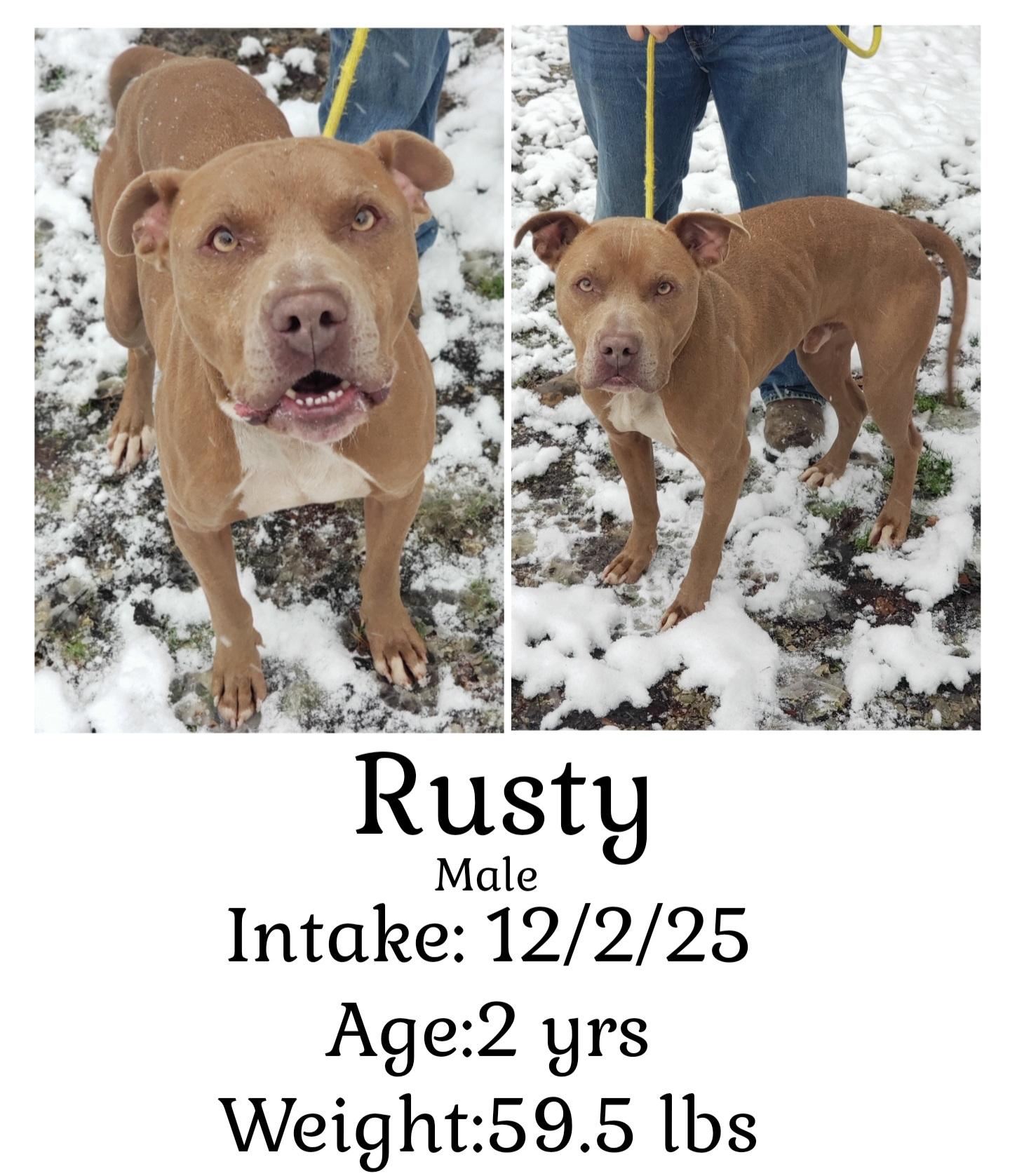 Rusty, ADOPTABLE, Adult Male Pit Bull Terrier.