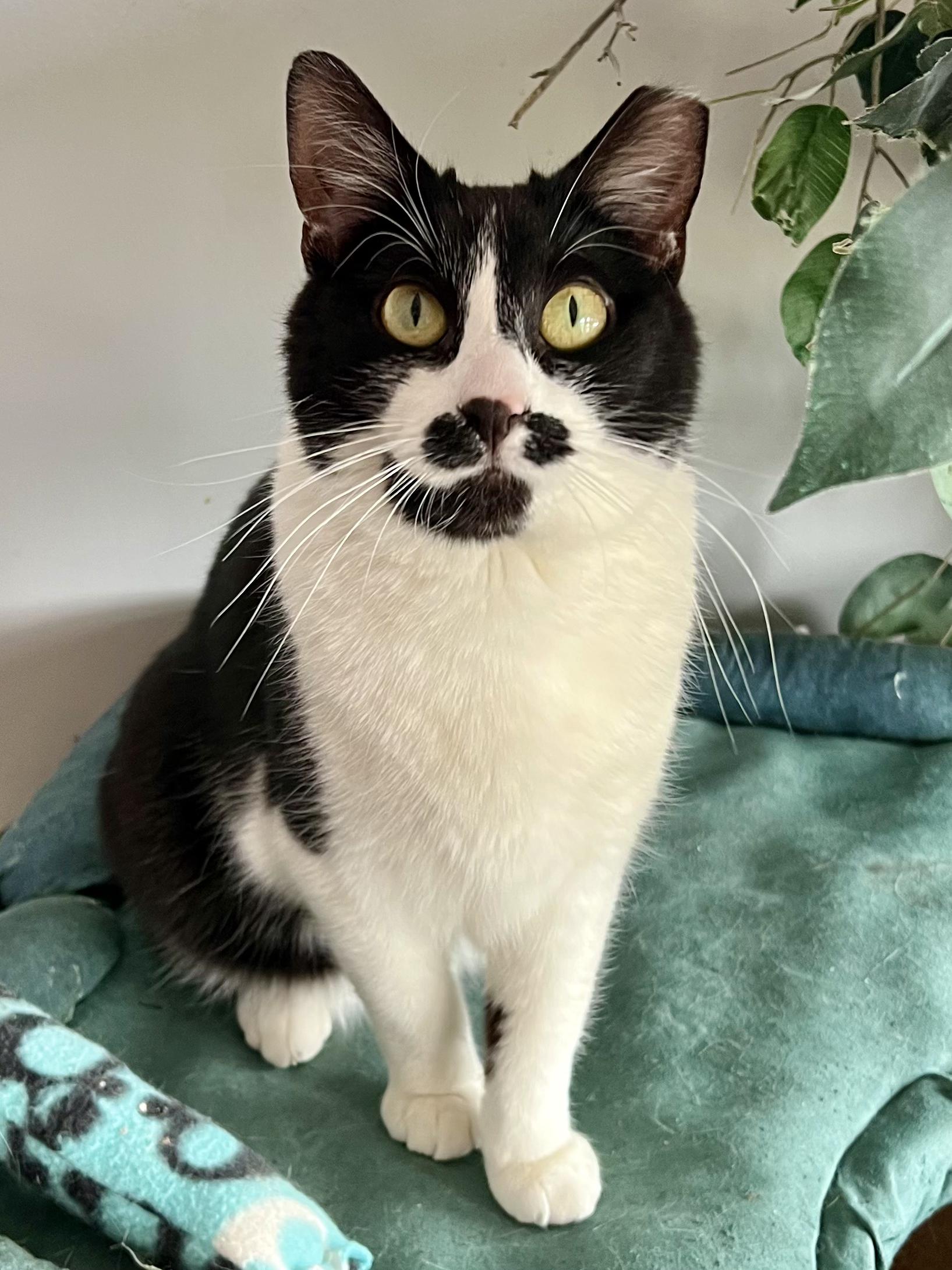 Lumi Eve, adopted, Adult Female Domestic Short Hair.