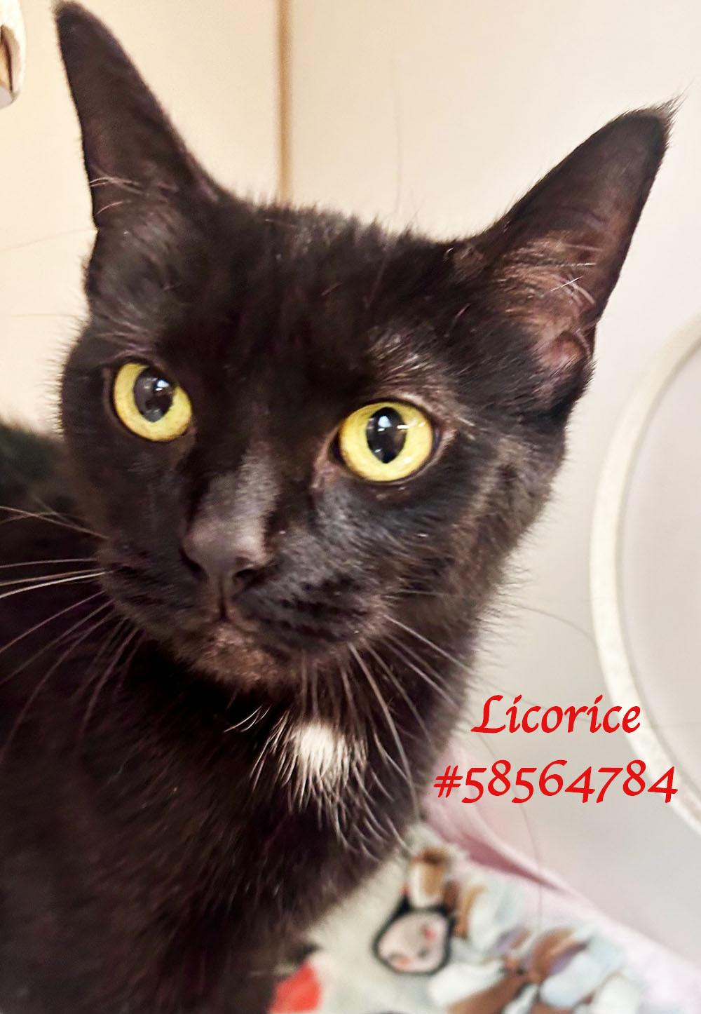Enlarge Licorice, a Adoptable Domestic Short Hair in Wilkes Barre, PA image 1/1