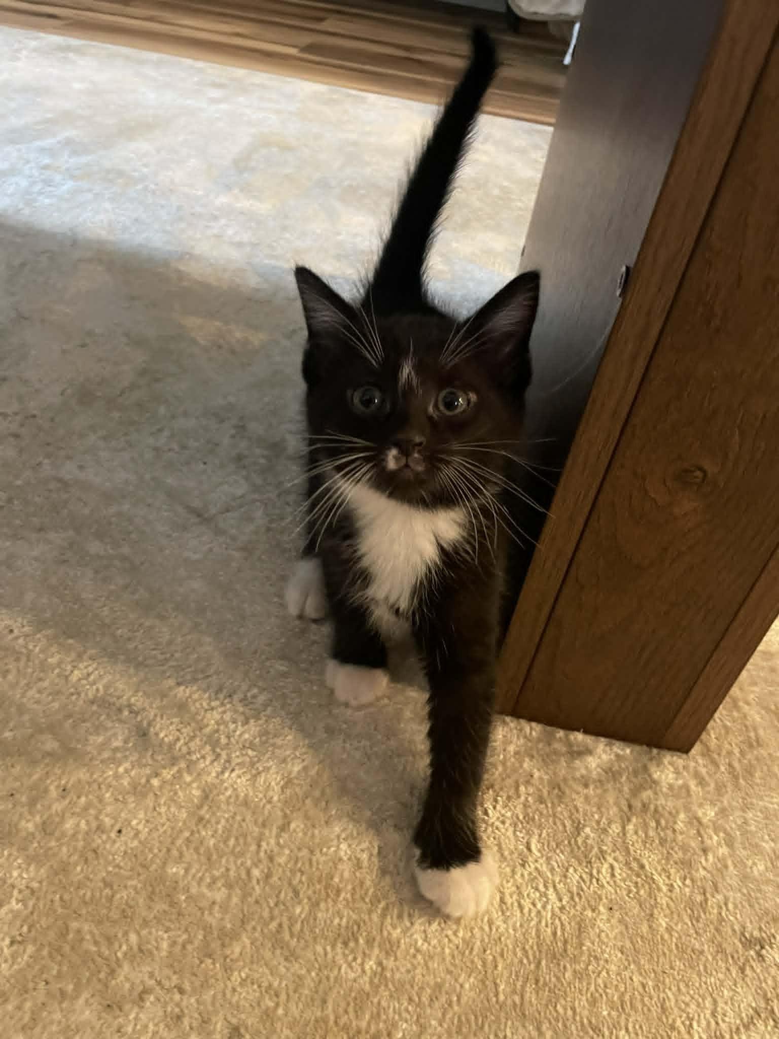Paddy, adopted, Kitten Male American Shorthair.