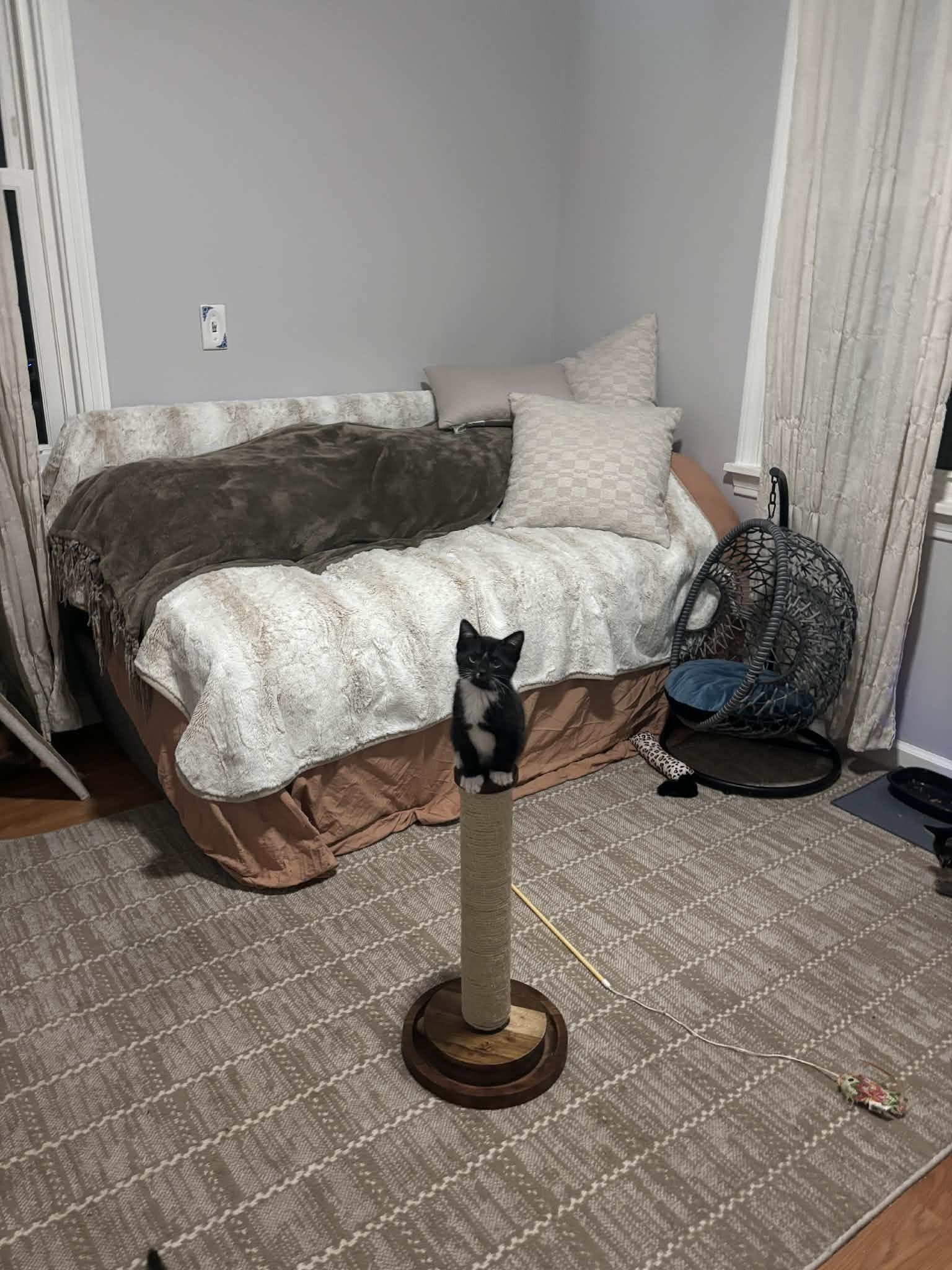Paddy, an adopted American Shorthair in Brockport, NY image 2/5