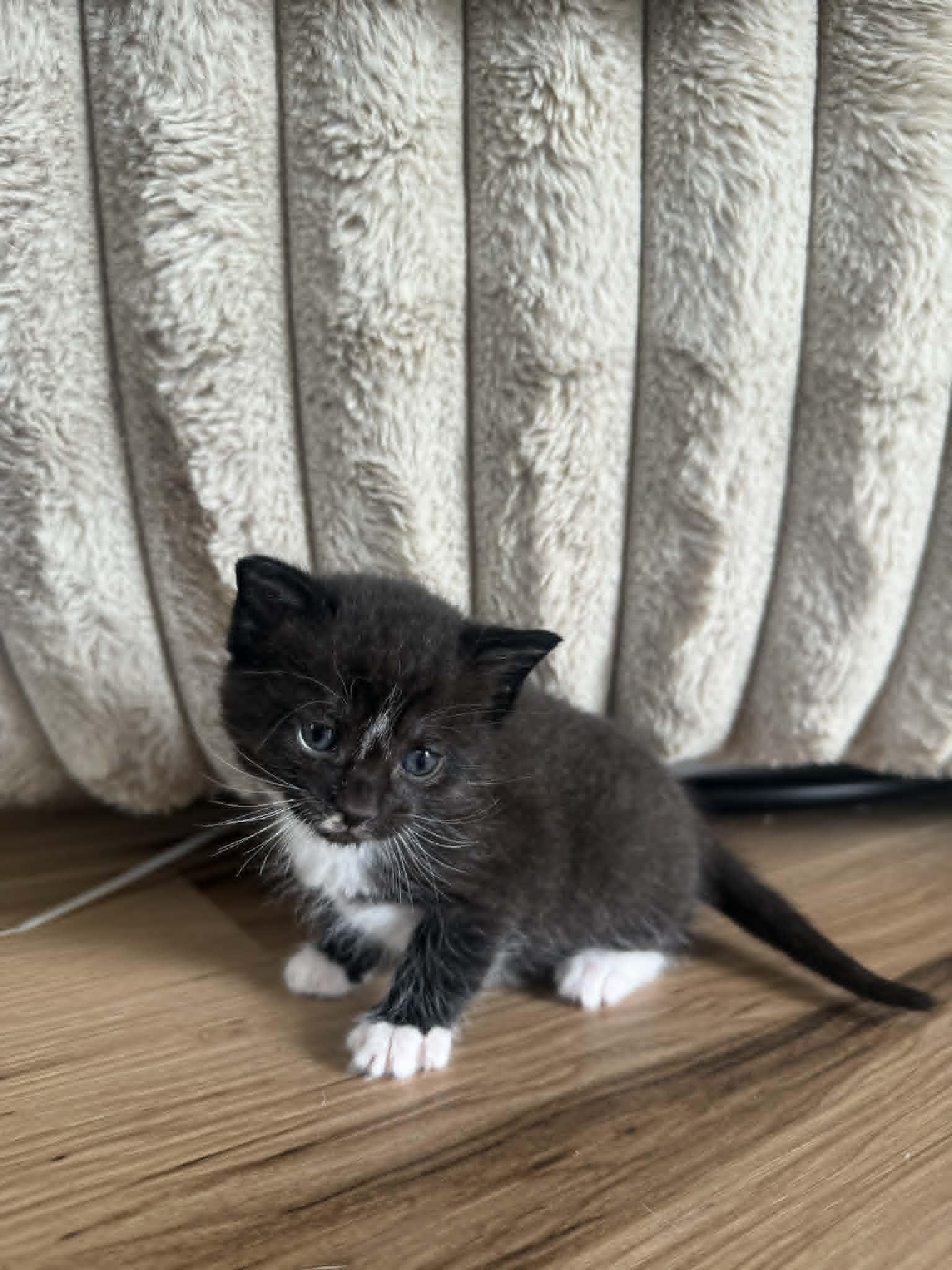 Paddy, an adopted American Shorthair in Brockport, NY image 4/5