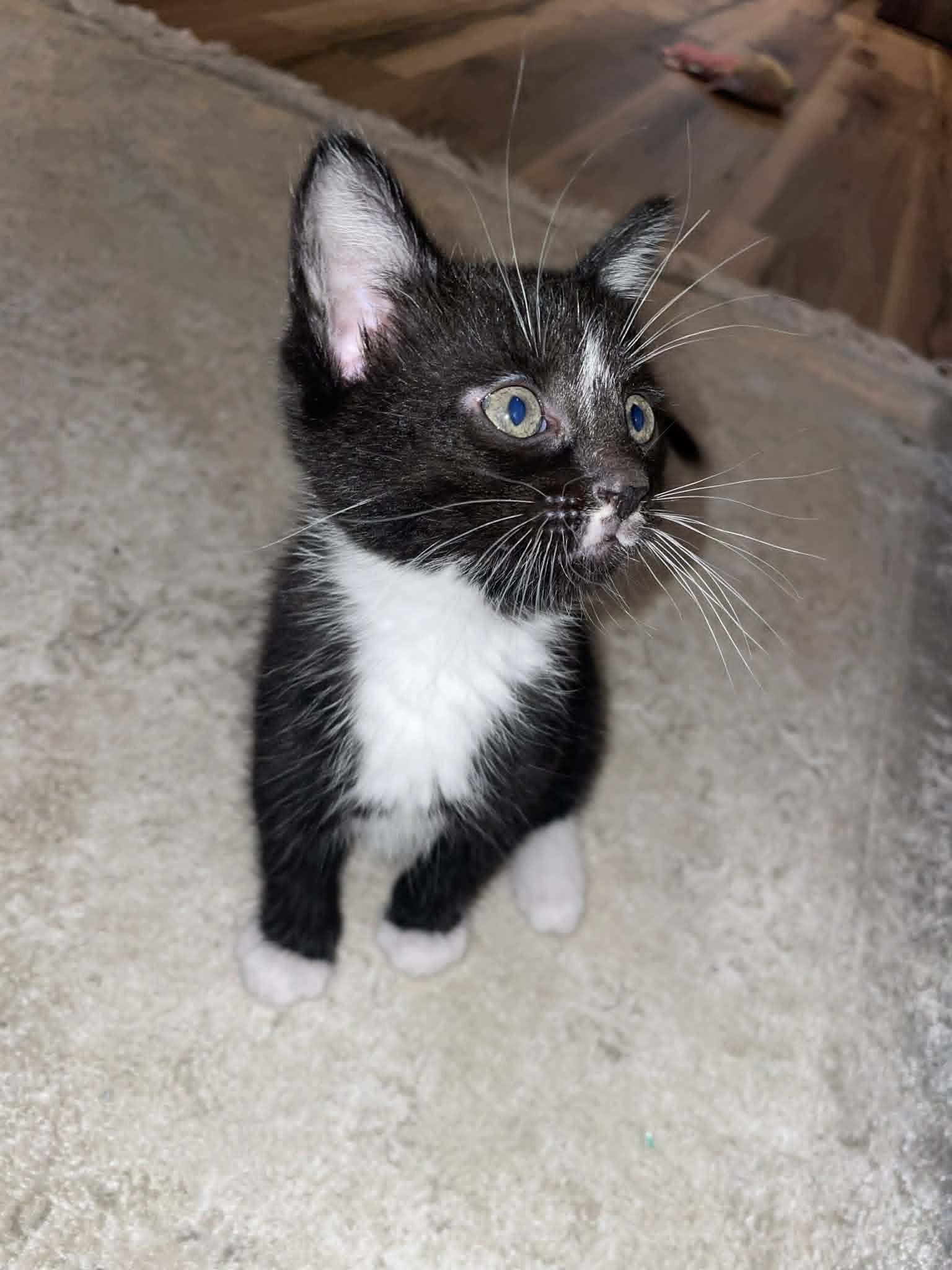 Paddy, an adopted American Shorthair in Brockport, NY image 5/5