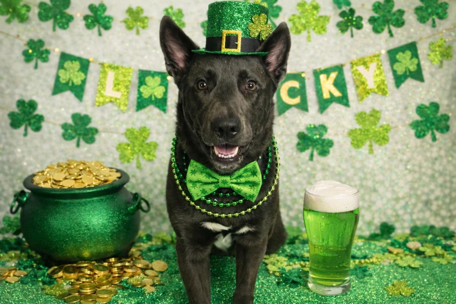 Prince , adoptable, Adult Male Australian Kelpie.