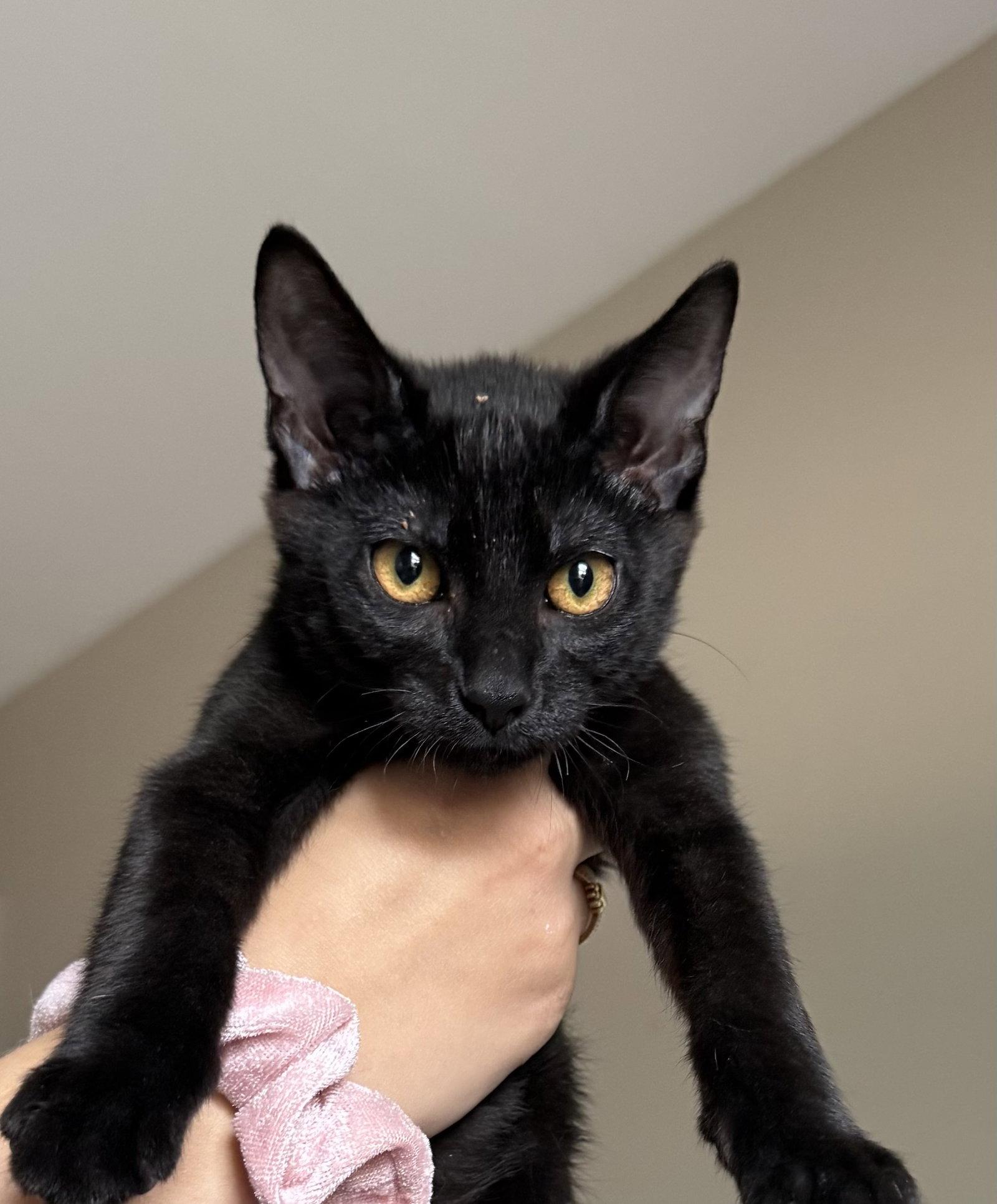 Blackberry, Adoptable, Kitten Male Domestic Short Hair.