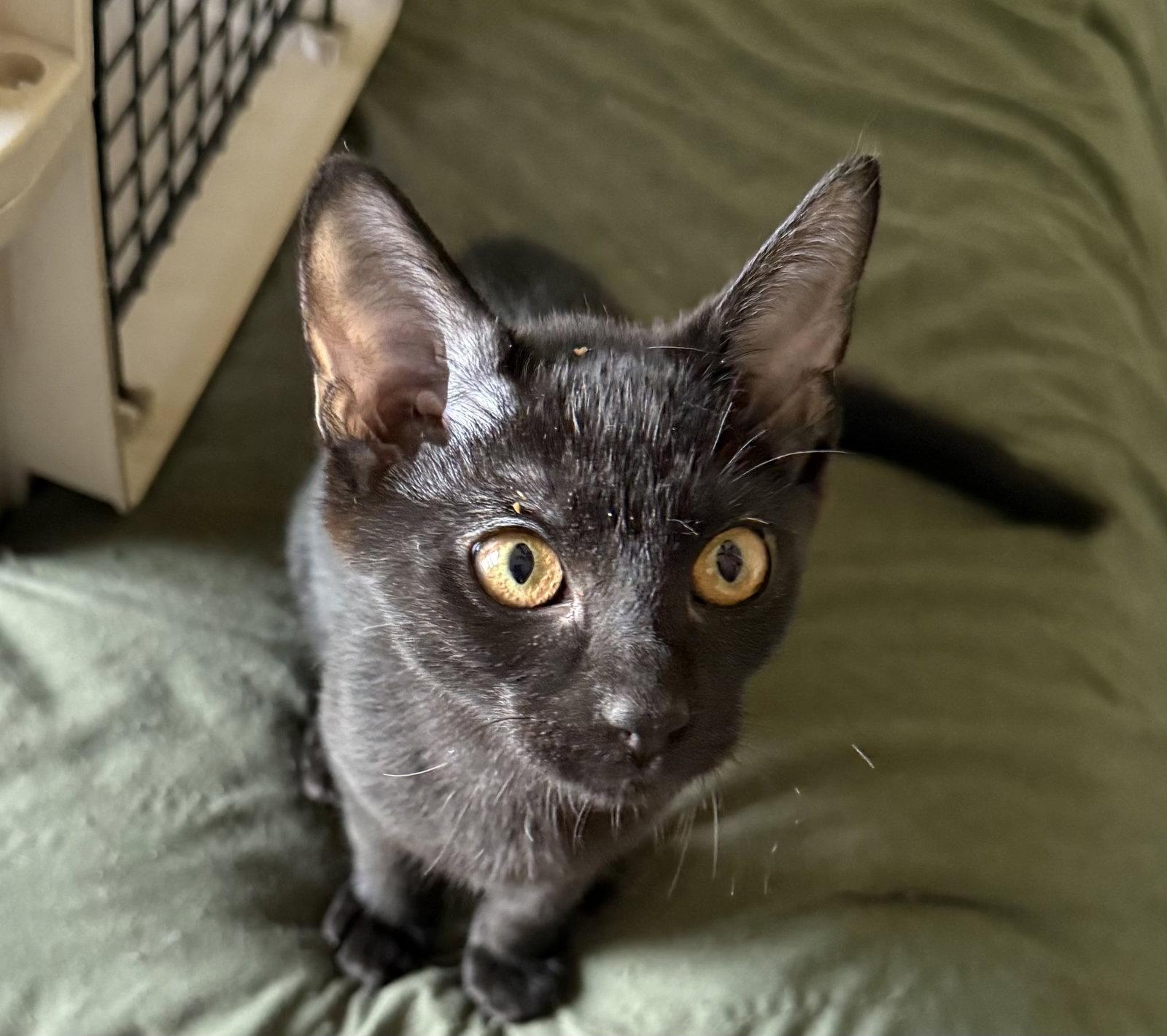 Enlarge Blackberry, a Adoptable Domestic Short Hair in Island Lake, IL image 2/3