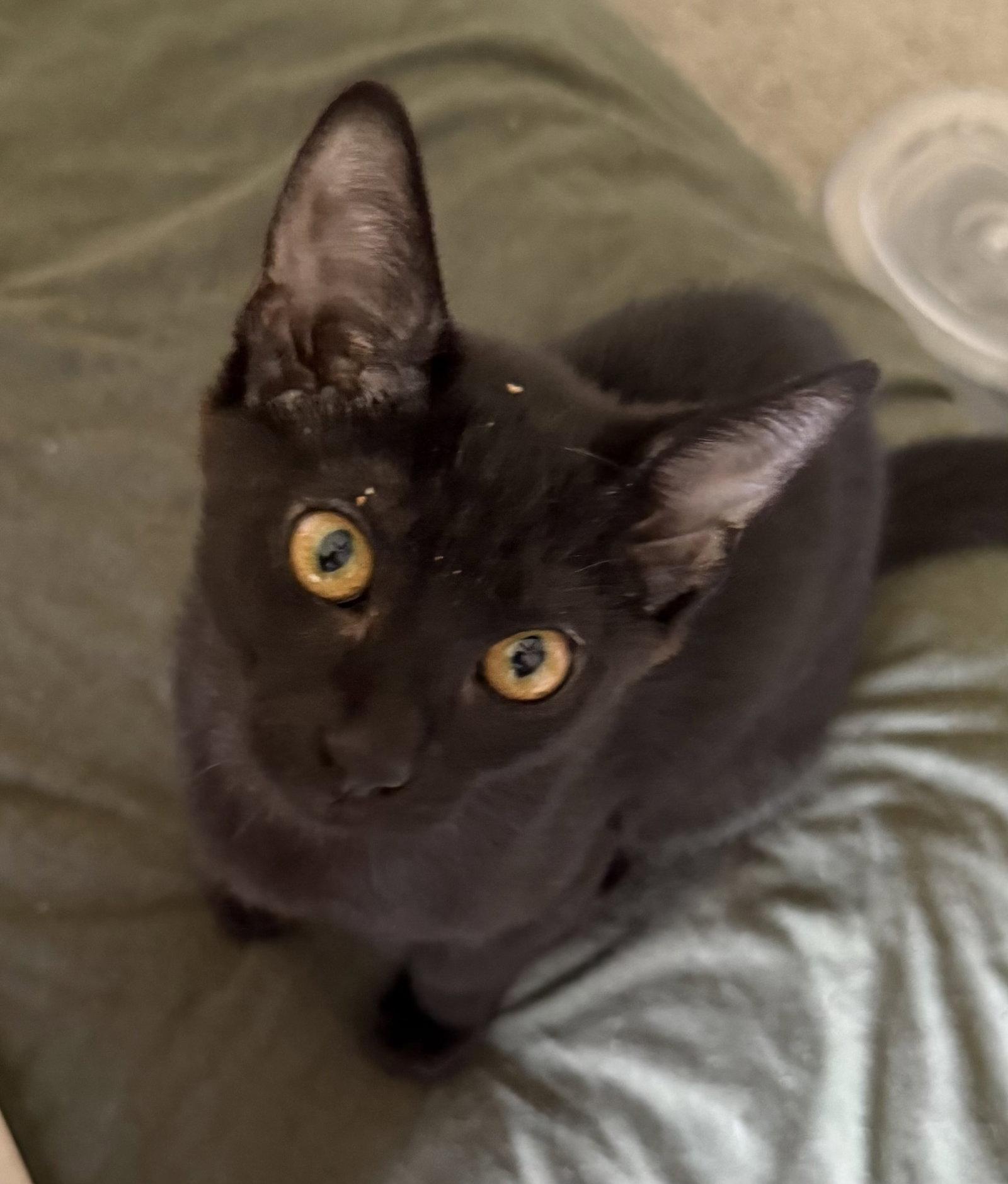 Enlarge Blackberry, a Adoptable Domestic Short Hair in Island Lake, IL image 3/3