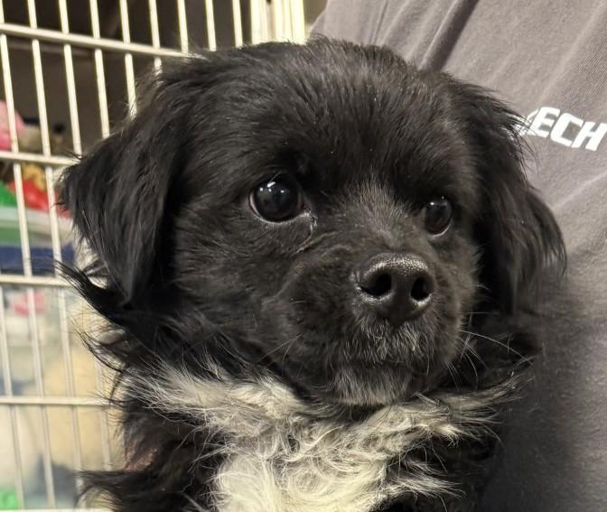 Jaxon, ADOPTABLE, Young Male Cavalier King Charles Spaniel & Pekingese.