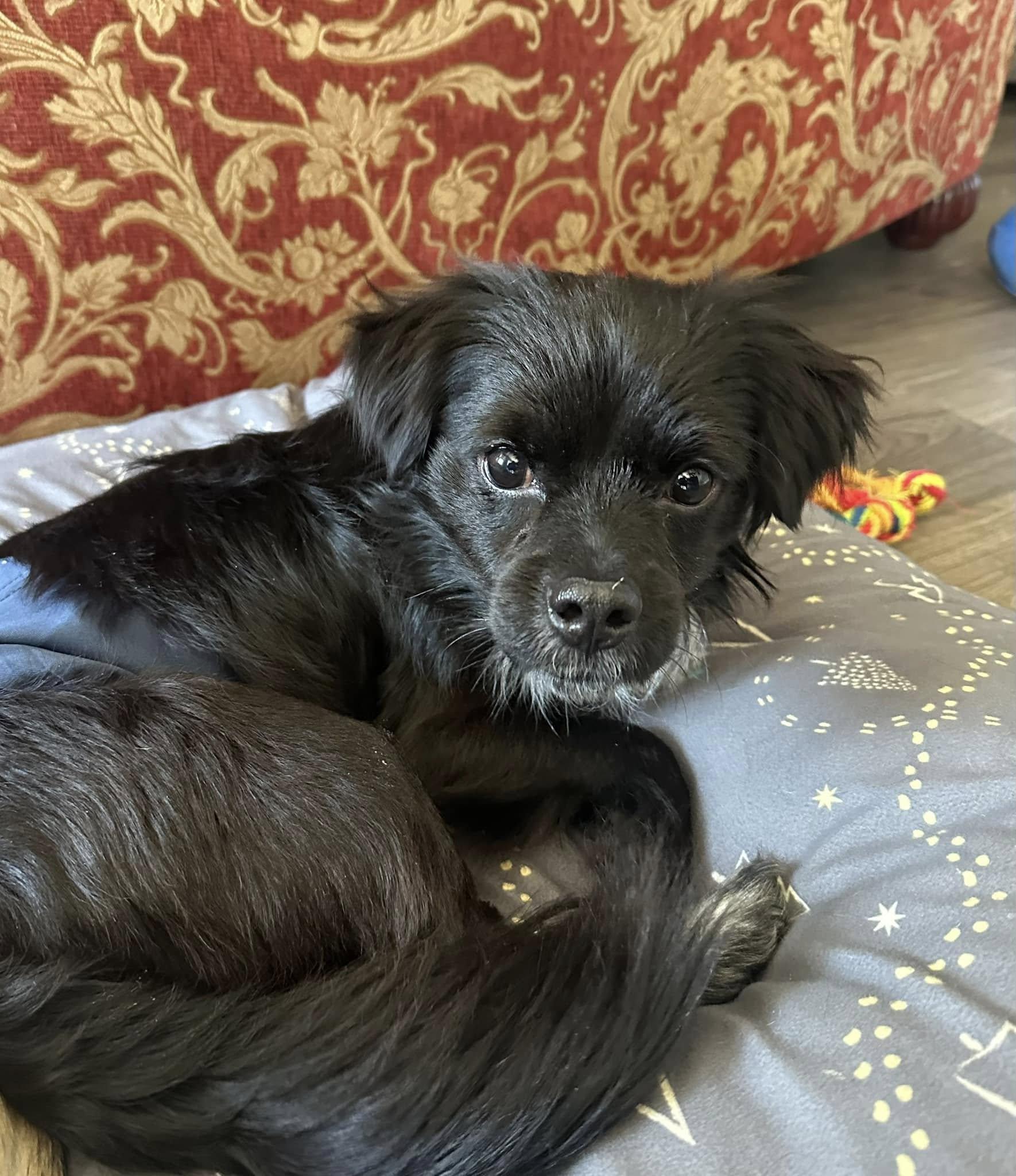 Enlarge Jaxon, a ADOPTABLE mixed breed in Bartlett, IL image 2/5