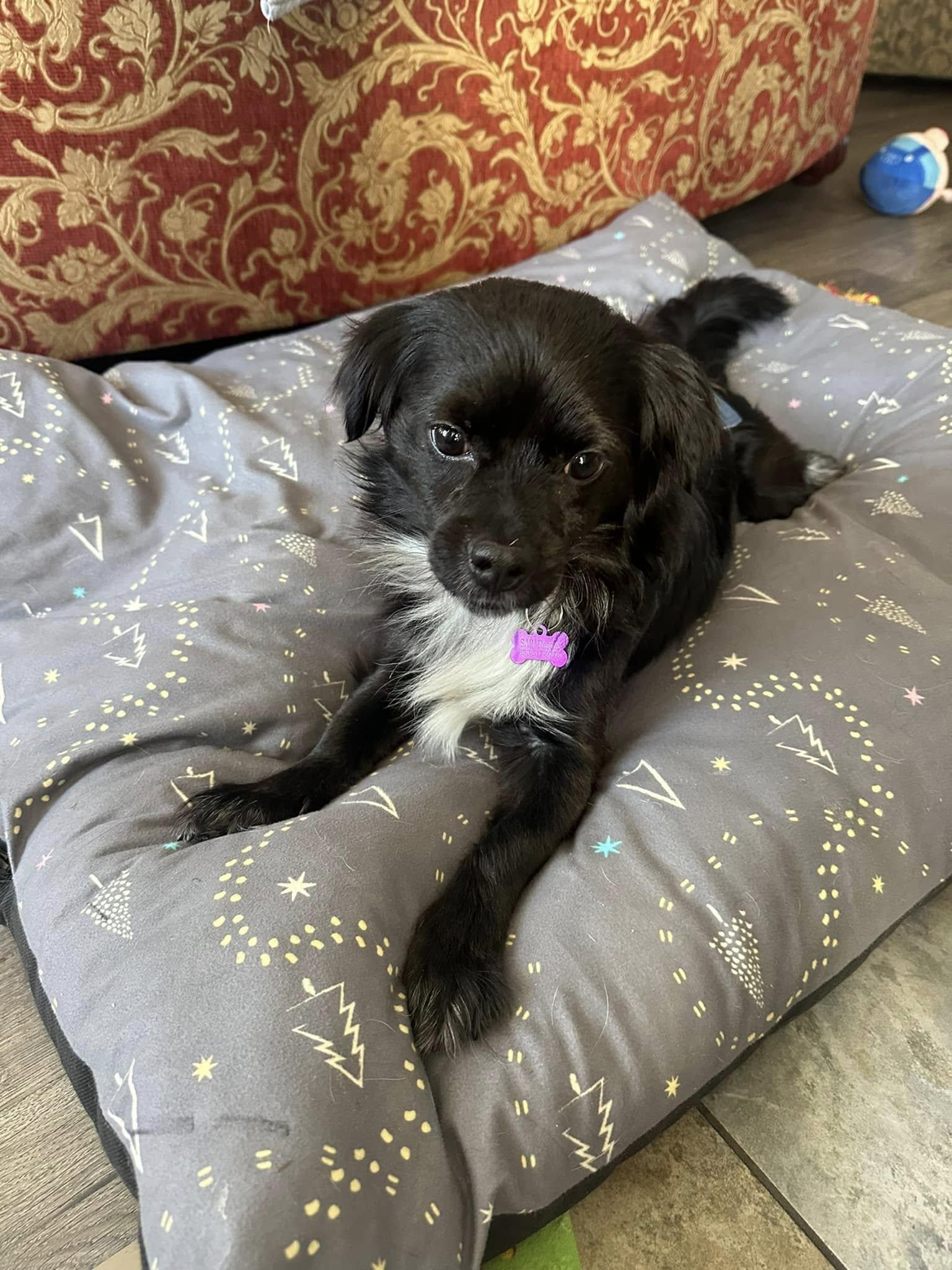 Enlarge Jaxon, a ADOPTABLE mixed breed in Bartlett, IL image 4/5