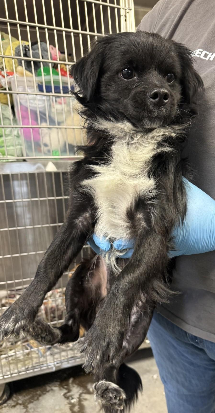 Enlarge Jaxon, a ADOPTABLE mixed breed in Bartlett, IL image 5/5